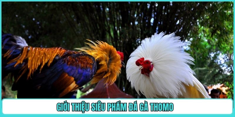 gioi-thieu-sieu-pham-da-ga-thomo