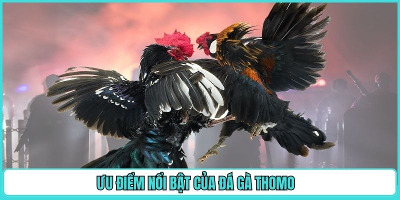 uu-diem-noi-bat-cua-da-ga-thomo