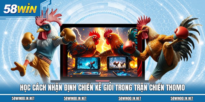 Học cách nhận định chiến kê giỏi trong trận chiến Thomo