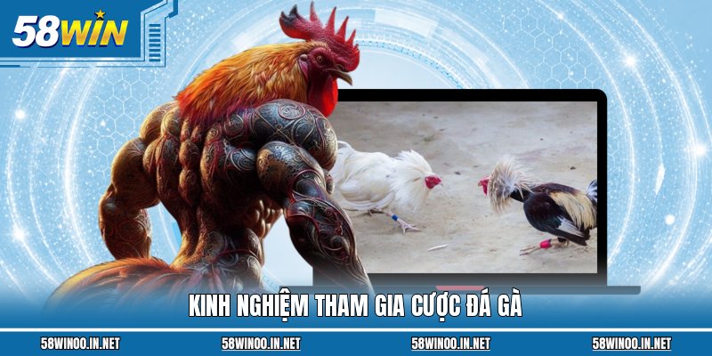 Kinh nghiệm tham gia cược đá gà