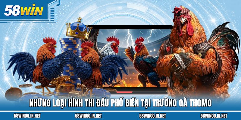 Những loại hình thi đấu phổ biến tại trường gà Thomo