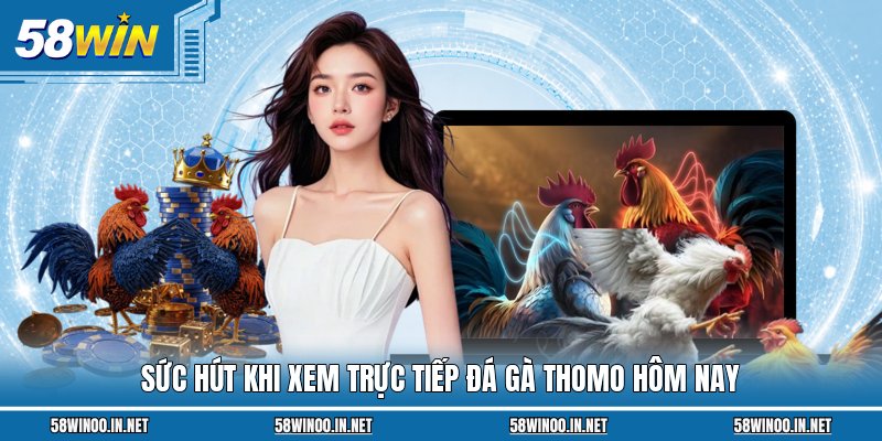 Sức hút khi xem trực tiếp đá gà Thomo hôm nay