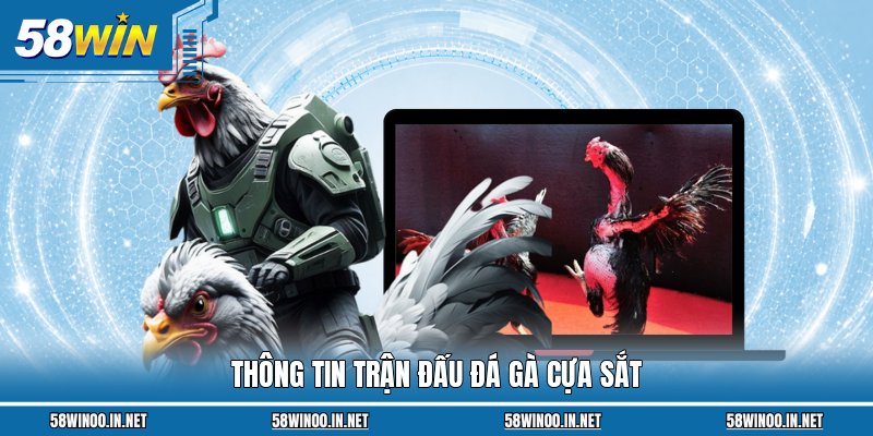 Thông tin trận đấu đá gà cựa sắt