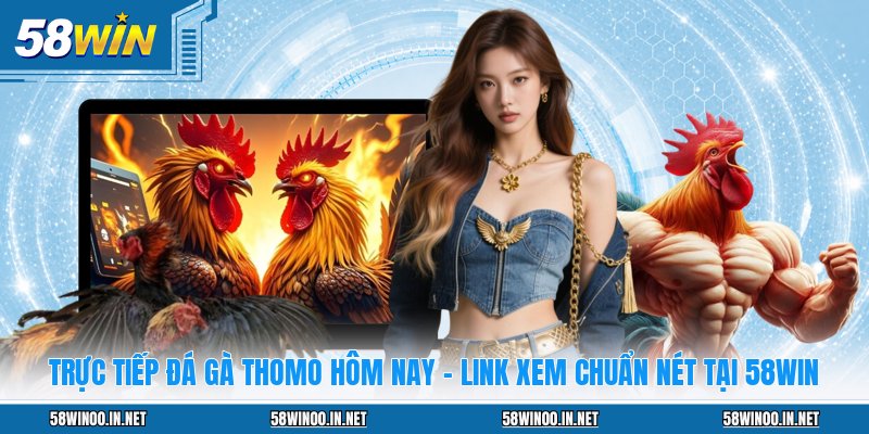Trực Tiếp Đá Gà Thomo Hôm Nay - Link Xem Chuẩn Nét Tại 58WIN